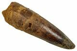 Fossil Spinosaurus Tooth - Real Dinosaur Tooth #344174-1